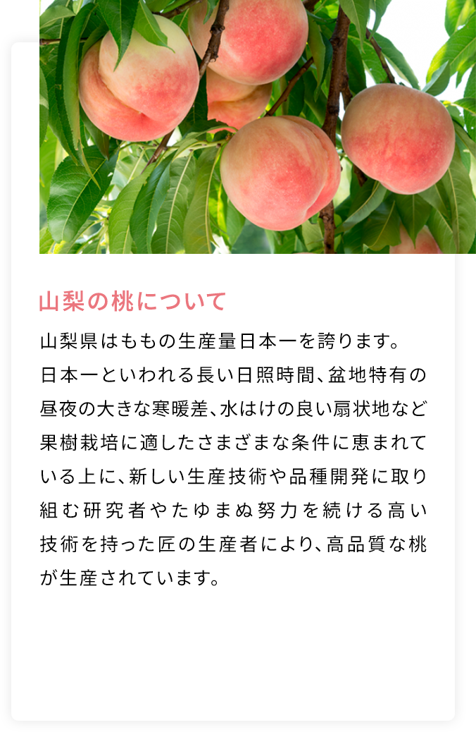 山梨の桃について 山梨県はももの生産量日本一を誇ります。日本一といわれる長い日照時間、盆地特有の昼夜の大きな寒暖差、水はけの良い扇状地など果樹栽培に適したさまざまな条件に恵まれている上に、新しい生産技術や品種開発に取り組む研究者やたゆまぬ努力を続ける高い技術を持った匠の生産者により、高品質な桃が生産されています。